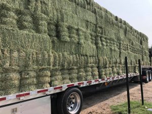 buy alfalfa hay