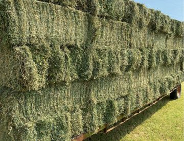 premium timothy hay