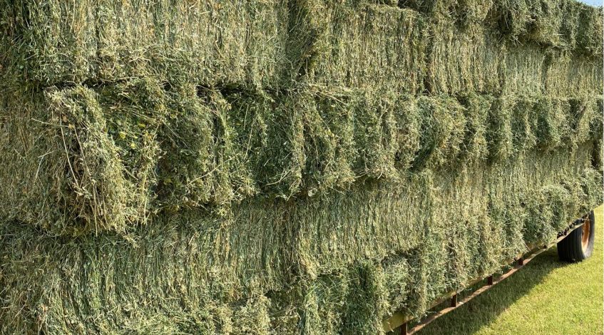 premium timothy hay