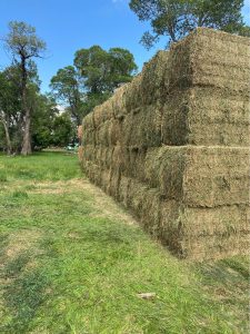 teff hay for sale