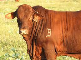 beefmaster cattle for sale