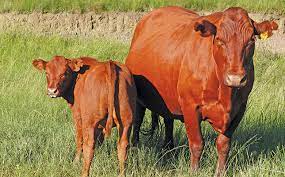 Bosmara cattle for sale