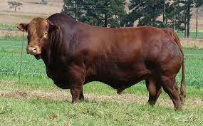 Bosmara cattle for sale