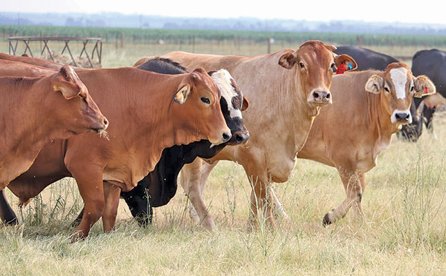Brahman cattle for sale