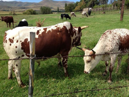 Nguni cattle for sale