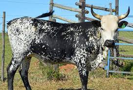 Nguni cattle for sale