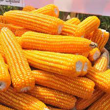 Non-GMO Corn Embracing the Goodness of Yellow Maize Seeds